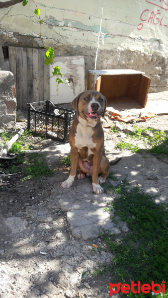 Amerikan Pitbull Terrier, Köpek  Alex fotoğrafı