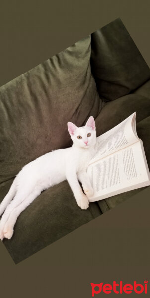 Ankara Kedisi, Kedi  Vanilya fotoğrafı