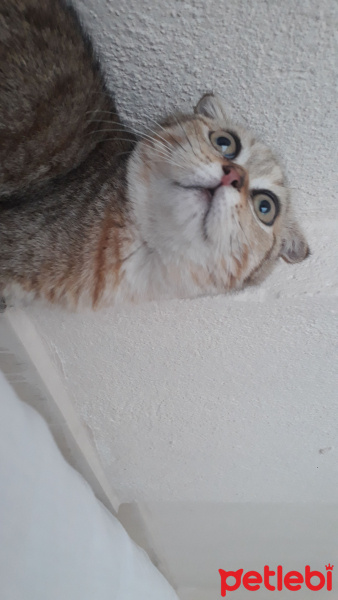 Scottish Fold, Kedi  Badem fotoğrafı
