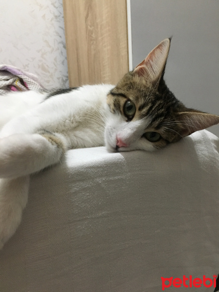 Tekir Kedi, Kedi  Sultan fotoğrafı