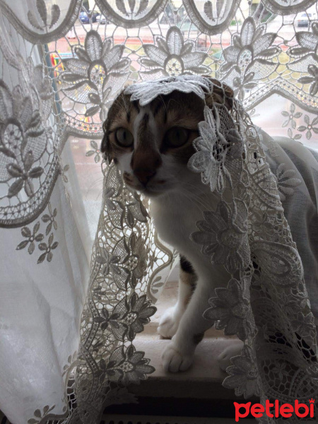 Tekir Kedi, Kedi  Uday su fotoğrafı