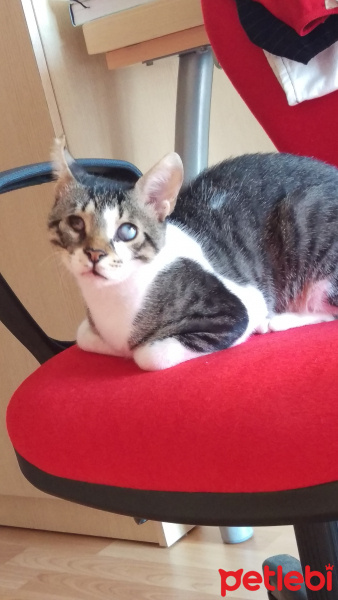 Tekir Kedi, Kedi  Çapak fotoğrafı