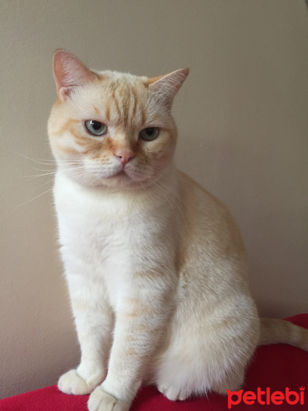 British Shorthair, Kedi  Leo fotoğrafı