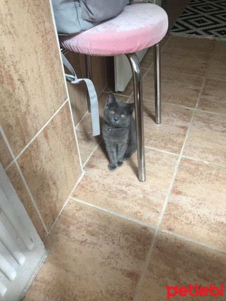 British Shorthair, Kedi  Maya fotoğrafı