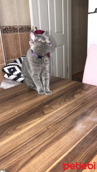 British Shorthair, Kedi  Maya fotoğrafı