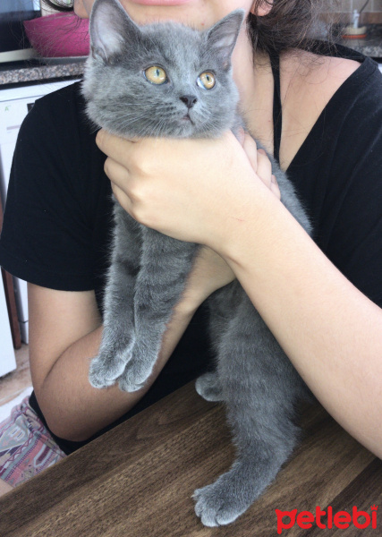 British Shorthair, Kedi  Maya fotoğrafı