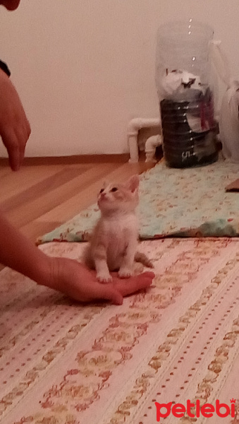Sarman, Kedi  Lena fotoğrafı