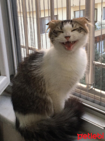 Scottish Fold, Kedi  Çakıl fotoğrafı