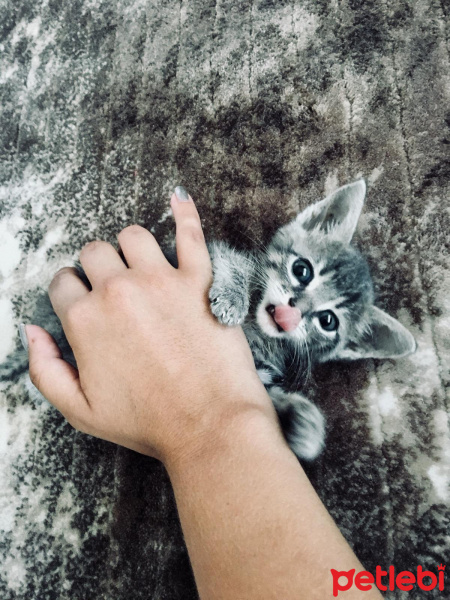 Tekir Kedi, Kedi  Şero fotoğrafı
