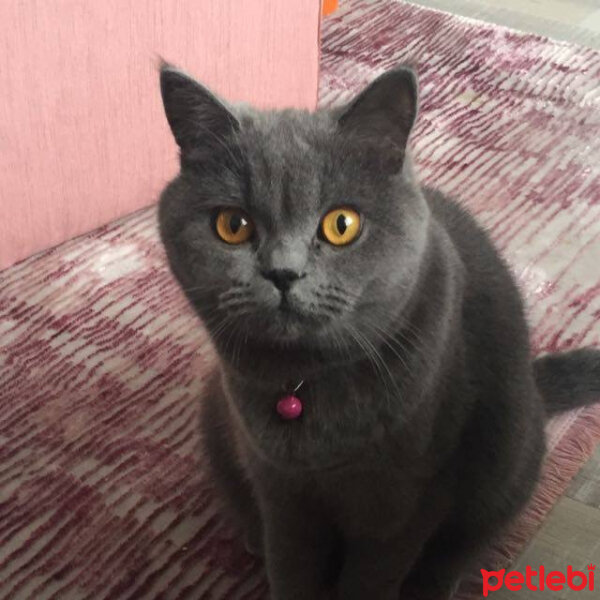 British Shorthair, Kedi  Panky fotoğrafı