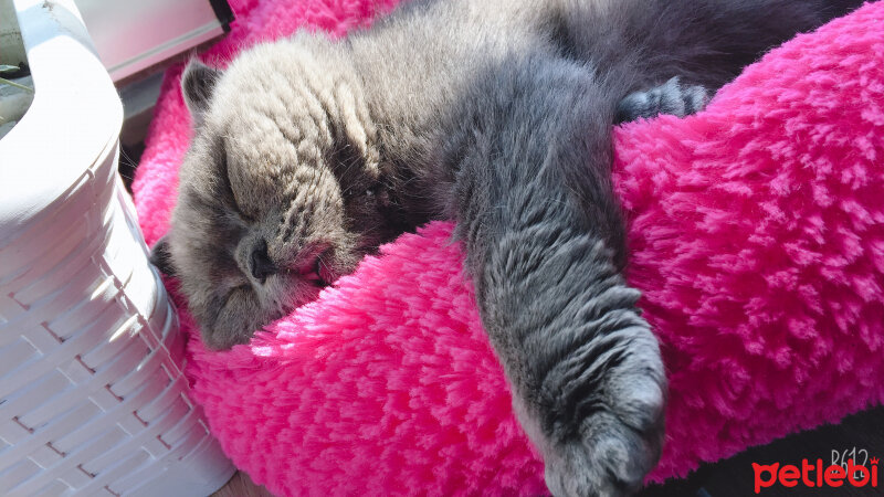 Scottish Fold, Kedi  Einstein fotoğrafı