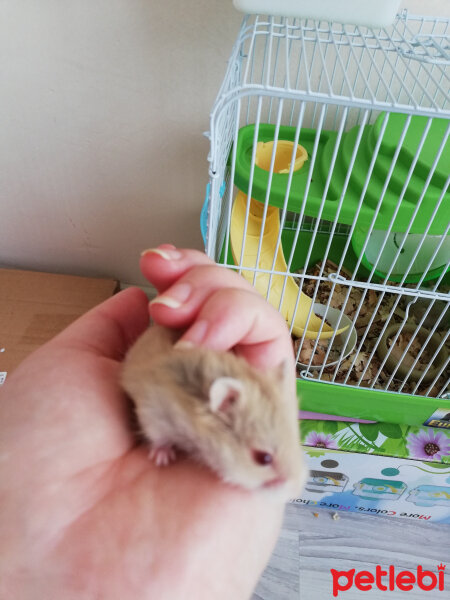 Hamster, Kemirgen  Tarçın fotoğrafı