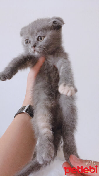 Scottish Fold, Kedi  Jr Lady fotoğrafı