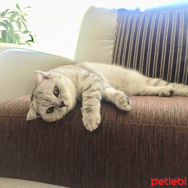 Scottish Fold, Kedi  Lokum fotoğrafı