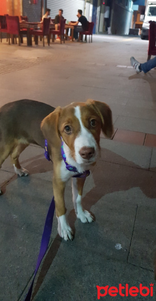 Beagle, Köpek  Tarçın fotoğrafı