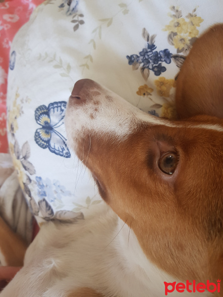 Beagle, Köpek  Tarçın fotoğrafı