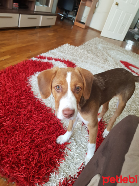 Beagle, Köpek  Tarçın fotoğrafı