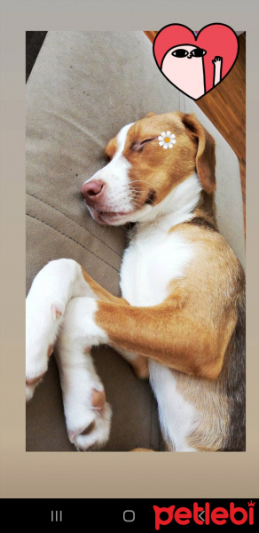 Beagle, Köpek  Tarçın fotoğrafı