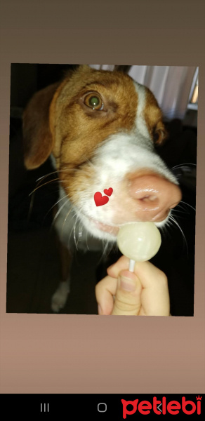 Beagle, Köpek  Tarçın fotoğrafı