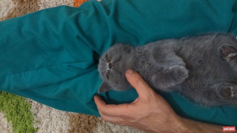 British Shorthair, Kedi  minnoş  fotoğrafı