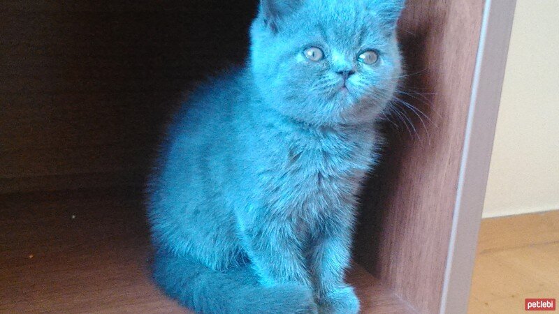 British Shorthair, Kedi  minnoş  fotoğrafı