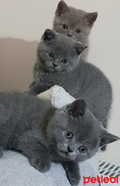 British Shorthair, Kedi  Maya fotoğrafı