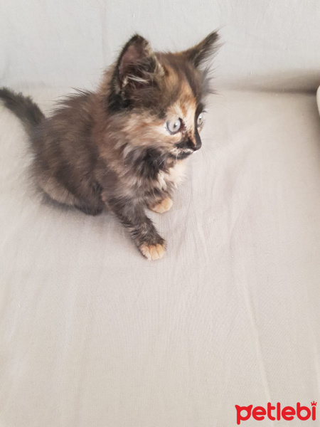 Tekir Kedi, Kedi  pıtır fotoğrafı
