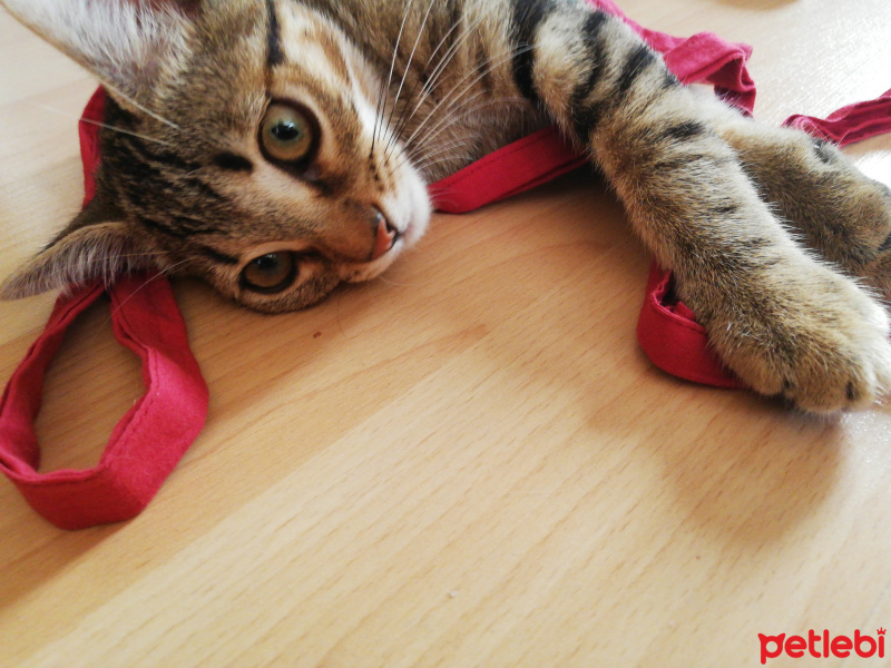 Tekir Kedi, Kedi  Münir fotoğrafı