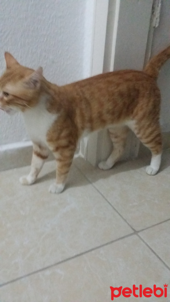 Tekir Kedi, Kedi  barni fotoğrafı