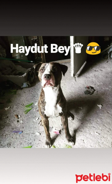 Amerikan Pitbull Terrier, Köpek  Haydut fotoğrafı