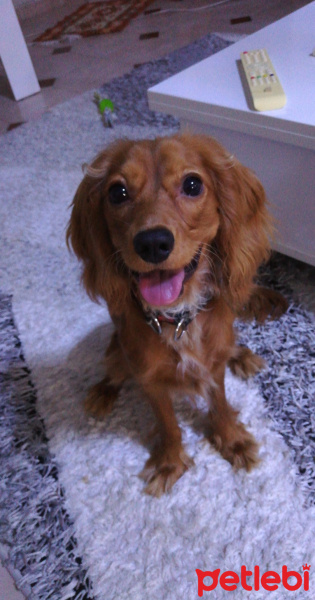 İngiliz Cocker Spaniel, Köpek  Body fotoğrafı