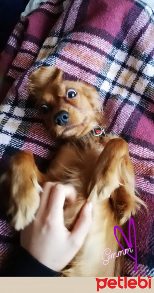 İngiliz Cocker Spaniel, Köpek  Body fotoğrafı