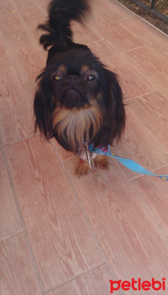 Pekingese, Köpek  Charlie fotoğrafı