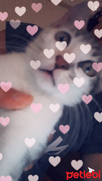 Tekir Kedi, Kedi  Boncuk fotoğrafı