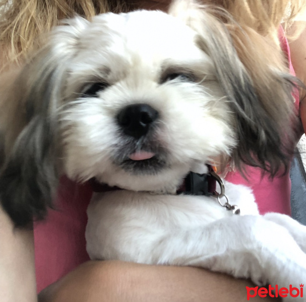 Shih Tzu, Köpek  Mia fotoğrafı