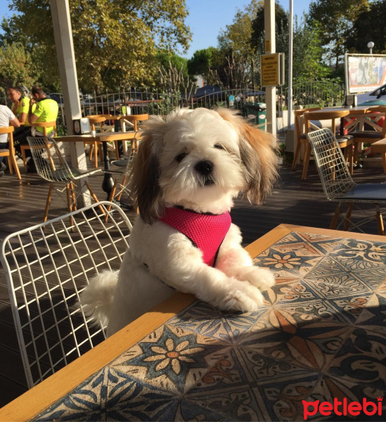 Shih Tzu, Köpek  Mia fotoğrafı