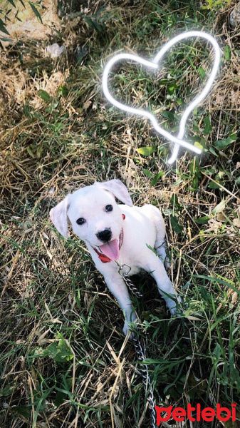 Amerikan Pitbull Terrier, Köpek  Bella fotoğrafı