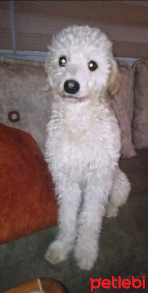 Airedale Terrier, Köpek  Coffee fotoğrafı