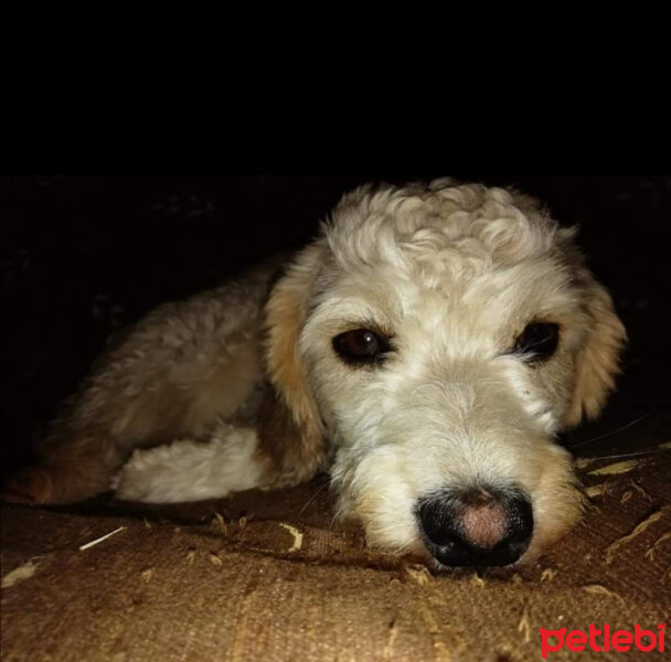 Airedale Terrier, Köpek  Coffee fotoğrafı