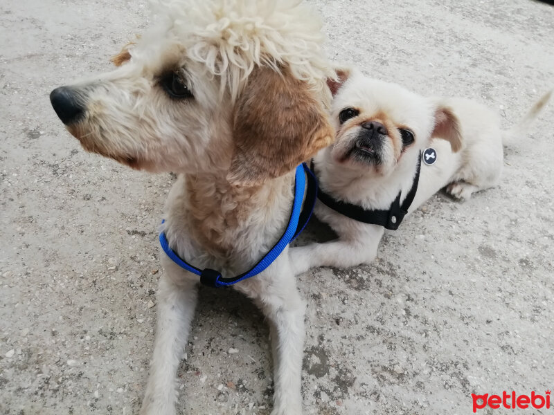 Airedale Terrier, Köpek  Coffee fotoğrafı