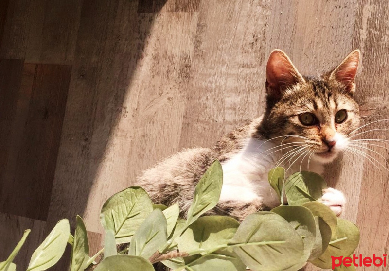 Tekir Kedi, Kedi  Çiko fotoğrafı