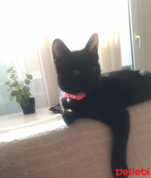 Tekir Kedi, Kedi  Çiko fotoğrafı