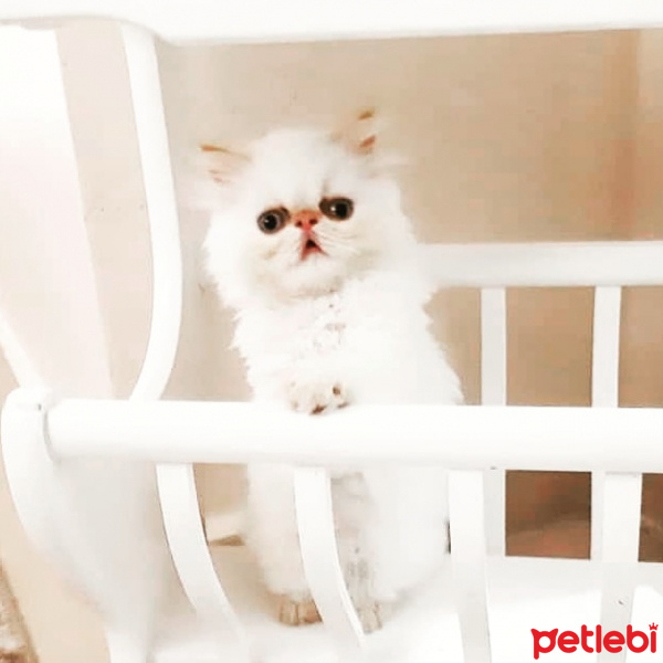 İran Kedisi (Persian), Kedi  Behlül fotoğrafı