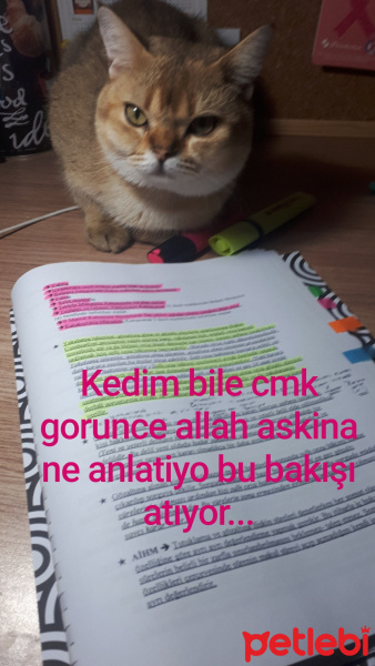 British Shorthair, Kedi  Behlül fotoğrafı