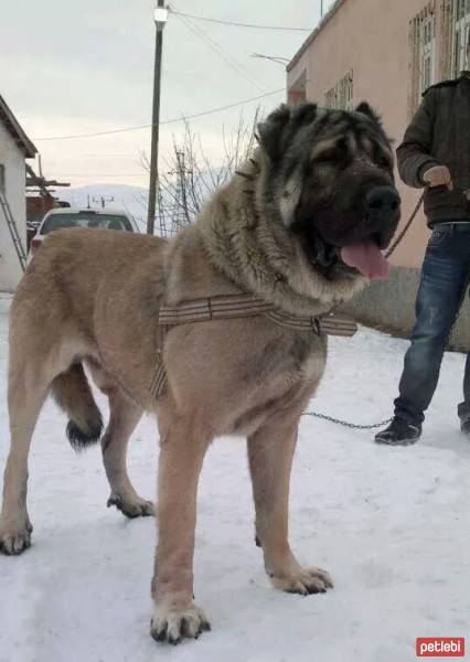 Kangal, Köpek  paşa fotoğrafı