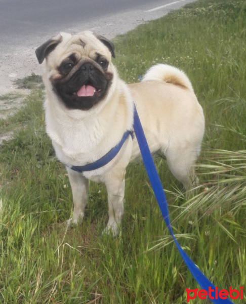 Pug, Köpek  hektor fotoğrafı