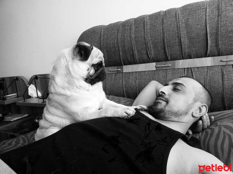 Pug, Köpek  hektor fotoğrafı