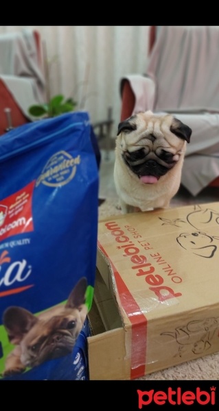 Pug, Köpek  hektor fotoğrafı