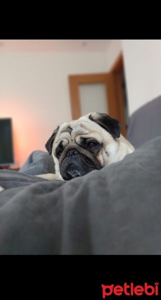 Pug, Köpek  hektor fotoğrafı