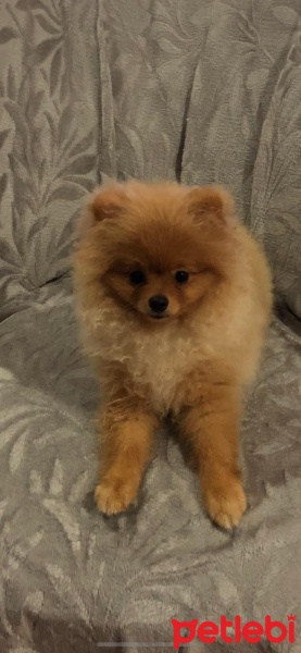 Pomeranyalı, Köpek  pepe fotoğrafı